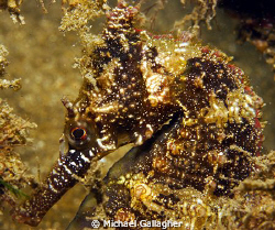 Muck diving, Sydney style!! Sea horse at Chowder Bay, in ... by Michael Gallagher 
